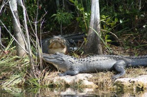 Everglades tours www.evergladesadventure.com