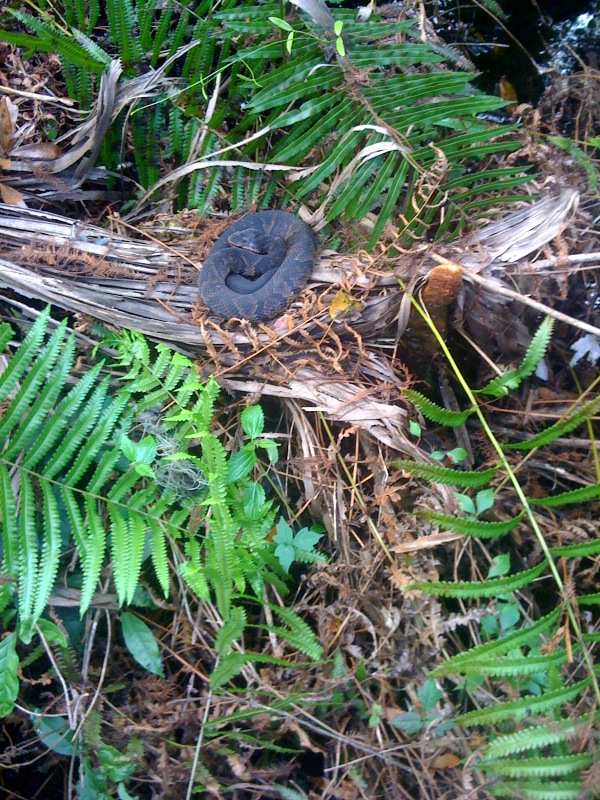 moccasin