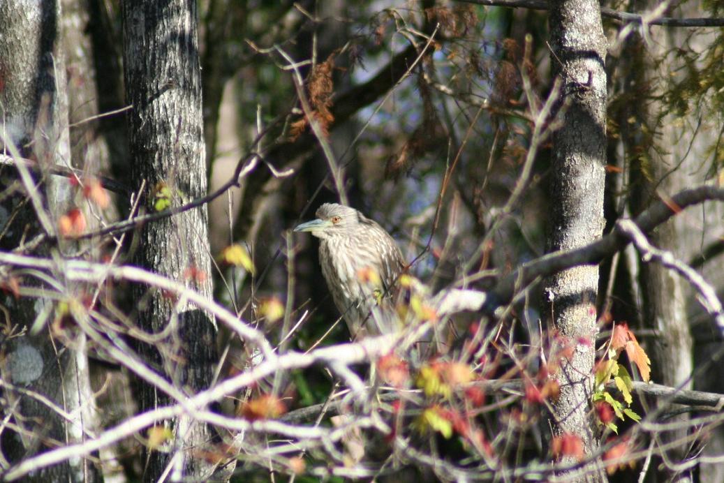 jv black crowned night heron