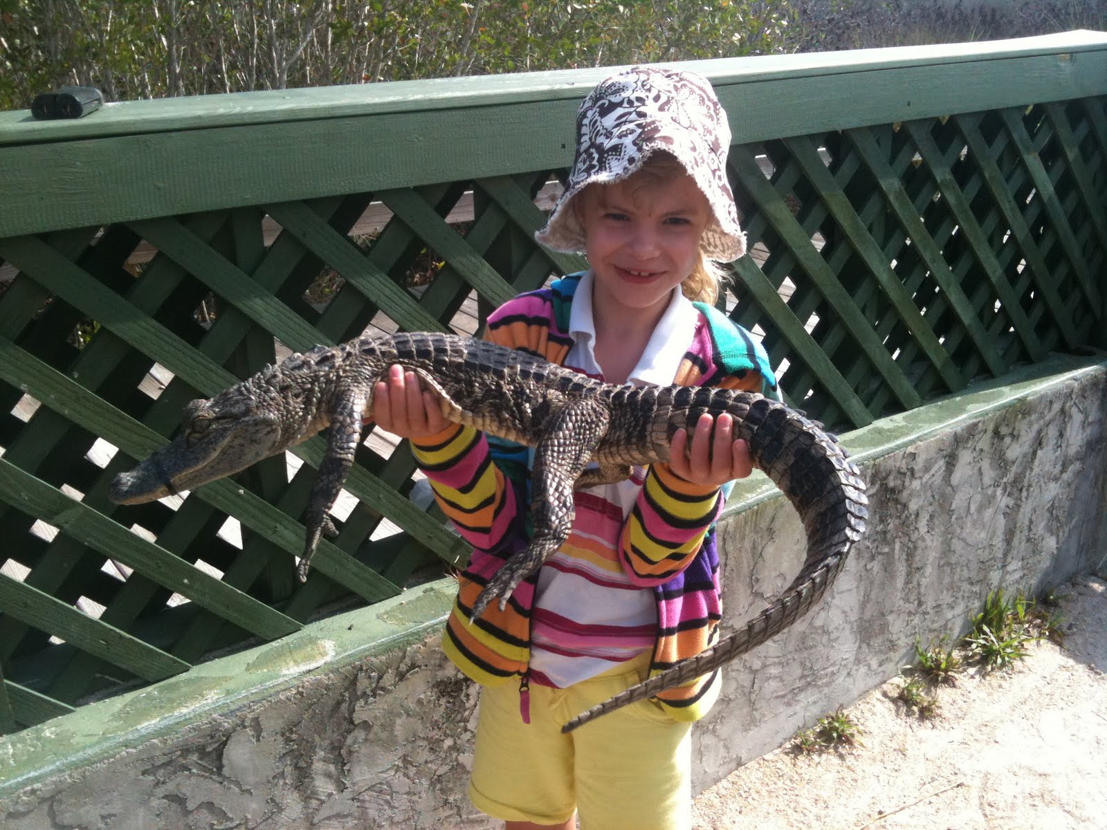 swamp buggy tours everglades