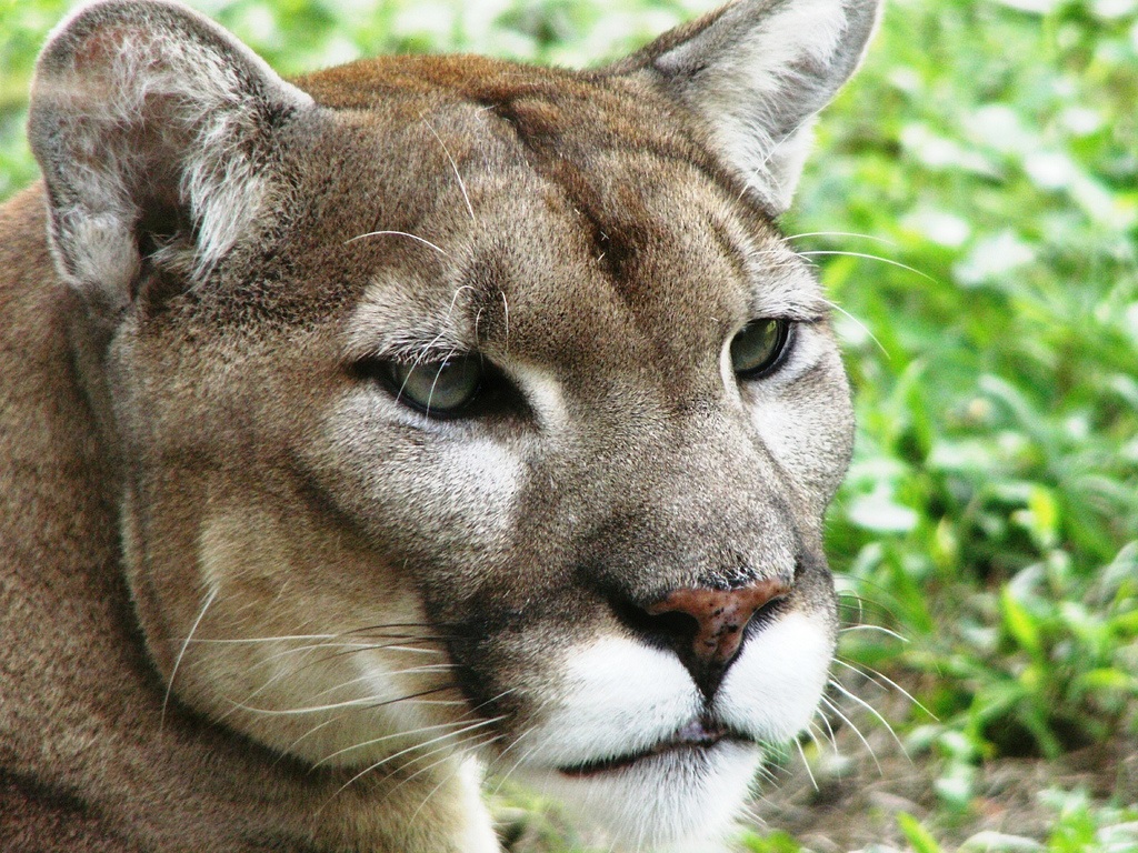 All About The Florida Panther 
